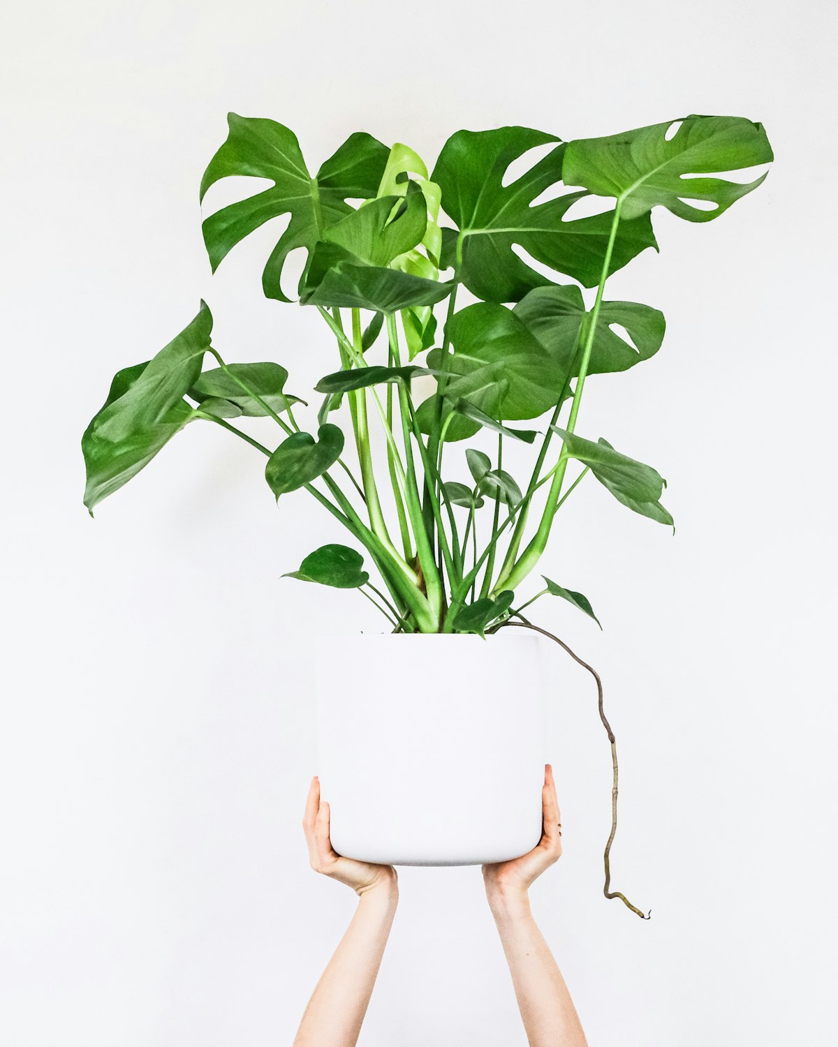 Planta Artificial Monstera